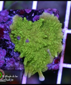 Green montipora