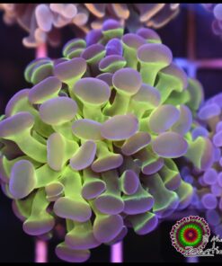 Hollogram hammer branch