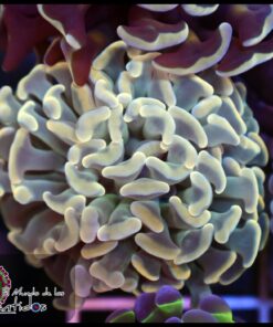 Bicolor ultra hammer branch