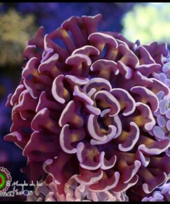 Gold steam hammer branch