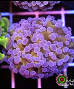 24K Gold steam frammer