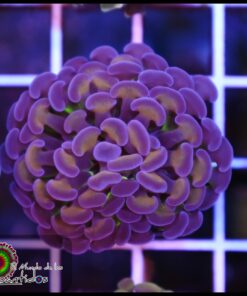 Purple gold hammer branch