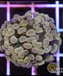 hammer branch bicolor