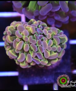 Hammer branch hollogram