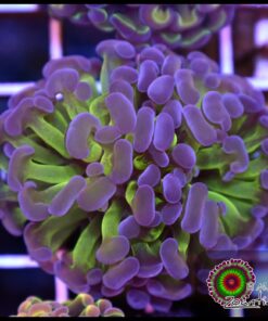 Hammer branch rainbow kaleidoscope