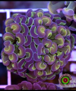 Hammer branch hollogram