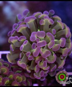 Hammer branch puprle tips