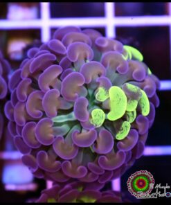 Toxic gold splatter hammer branch