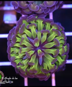 Neon purple tips hammer branch