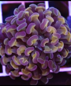 Purple gols hammer branch