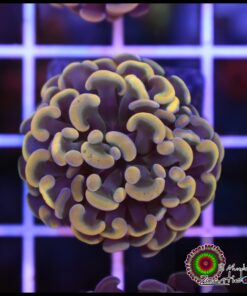 Yellow splatter hammer branch