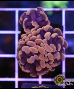 Hammer branch orange ultra