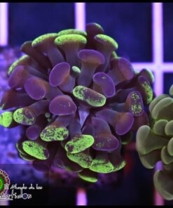 Gold splatter hammer branch