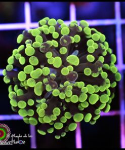 Frammer green splatter