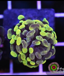 Yellow green marbled hammer branch