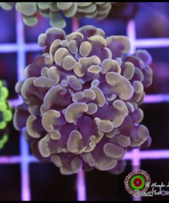 Hammer branch bicolor