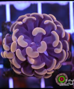 Hammer branch orange