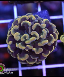 Yellow splatter hammer branch