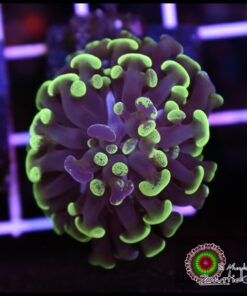 Green marbled hammer branch