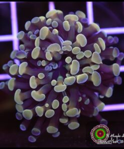 Hammer branch bicolor