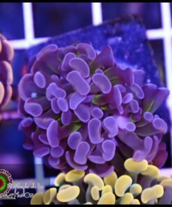 Hammer branch rainbow kaleidoscope