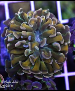 Yellow steam hammer branch