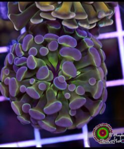 hammer branch purple tips