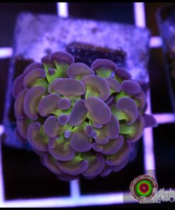 Hammer branch rainbow kaleidoscope