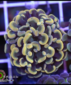 Yellow splatter hammer branch