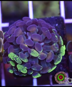 Gold splatter hammer branch