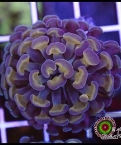 Purple gold hammer branch