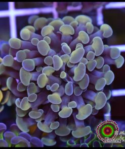 Hammer branch bicolor