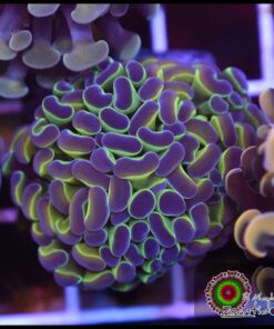 Hammer branch hollogram