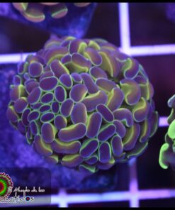 Hammer branch hollogram