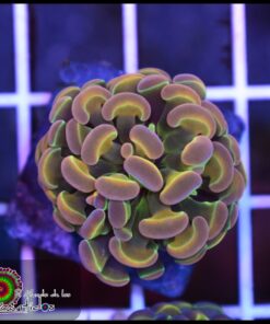 Hammer branch rainbow hollogram