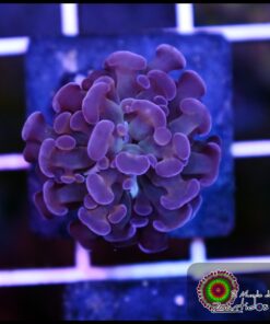 Hammer branch purple