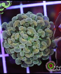 Bicolor ultra hammer branch