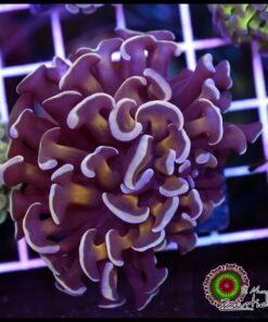 Gold steam hammer branch