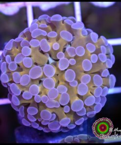 24K Gold steam frammer