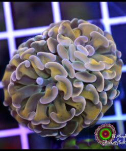 Yellow steam hammer branch  2 cabezas unidas