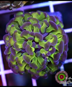 Neon purple tip hammer branch