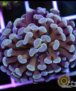 Blue banana hammer branch