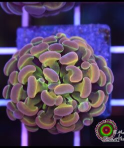 Hammer branch hollogram rainbow