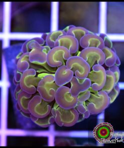 Hammer branch hollogram