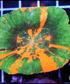 Bleending apple scolly