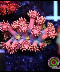 Princess peaches goniopora