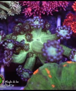 Purple tips goniopora