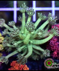 Green light goniopora