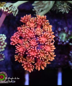 Rainbow pink goniopora