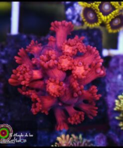 Red goniopora
